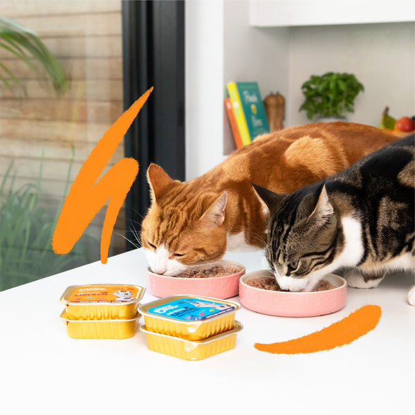 Edgard & Cooper Cat Pate Salmon & Chicken 85g