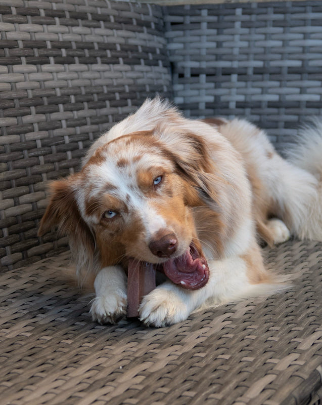 Medium Milk Chew with Blueberry