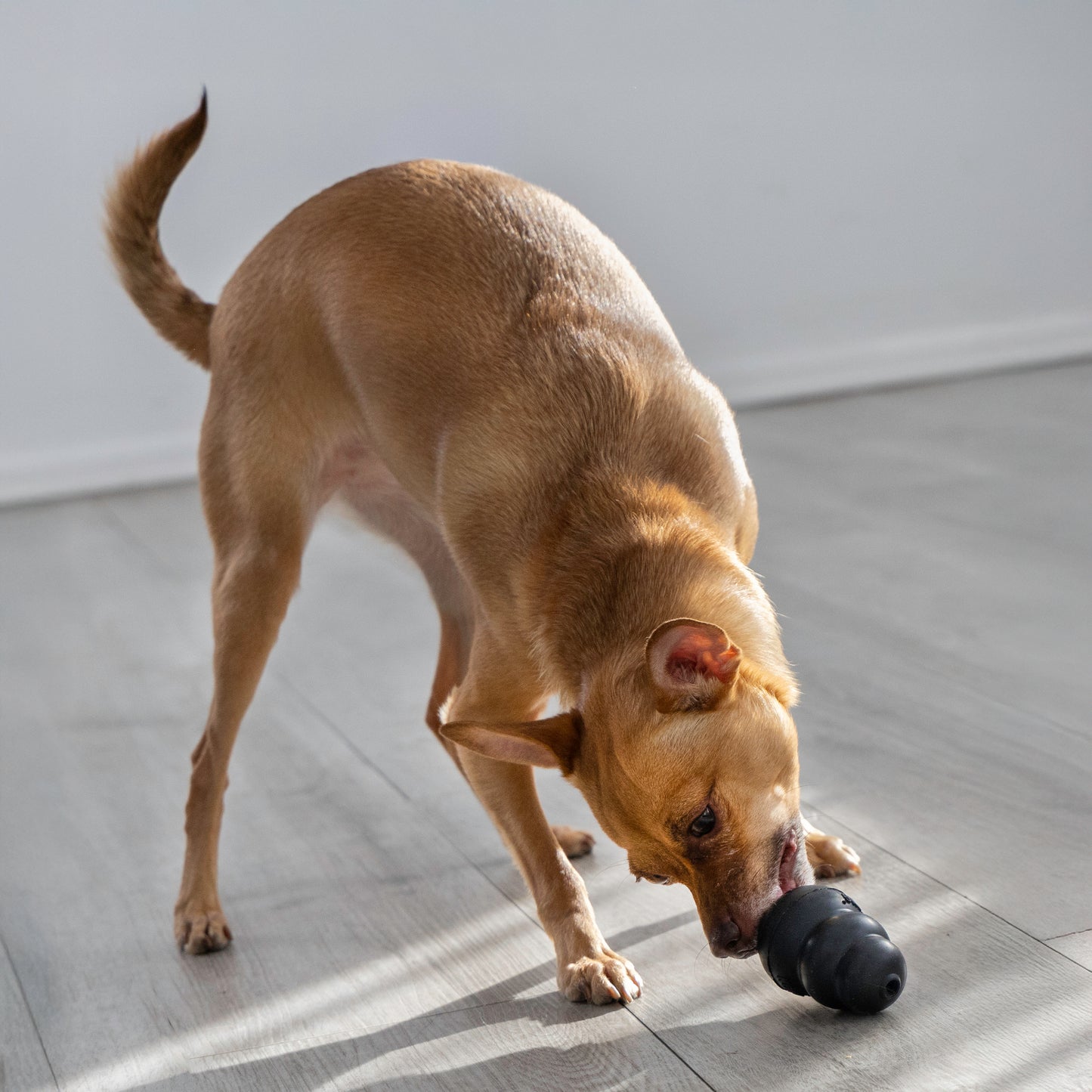 KONG Extreme Black
