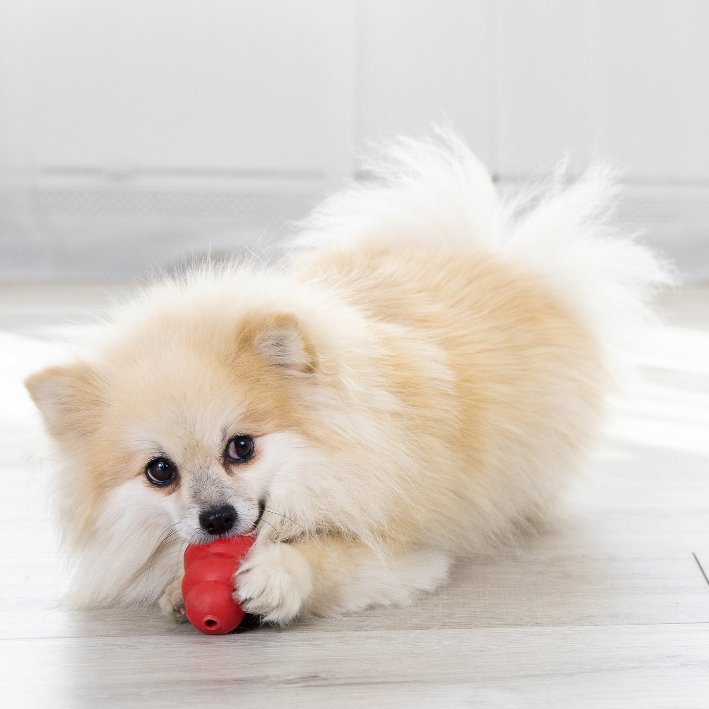 KONG Classic Red