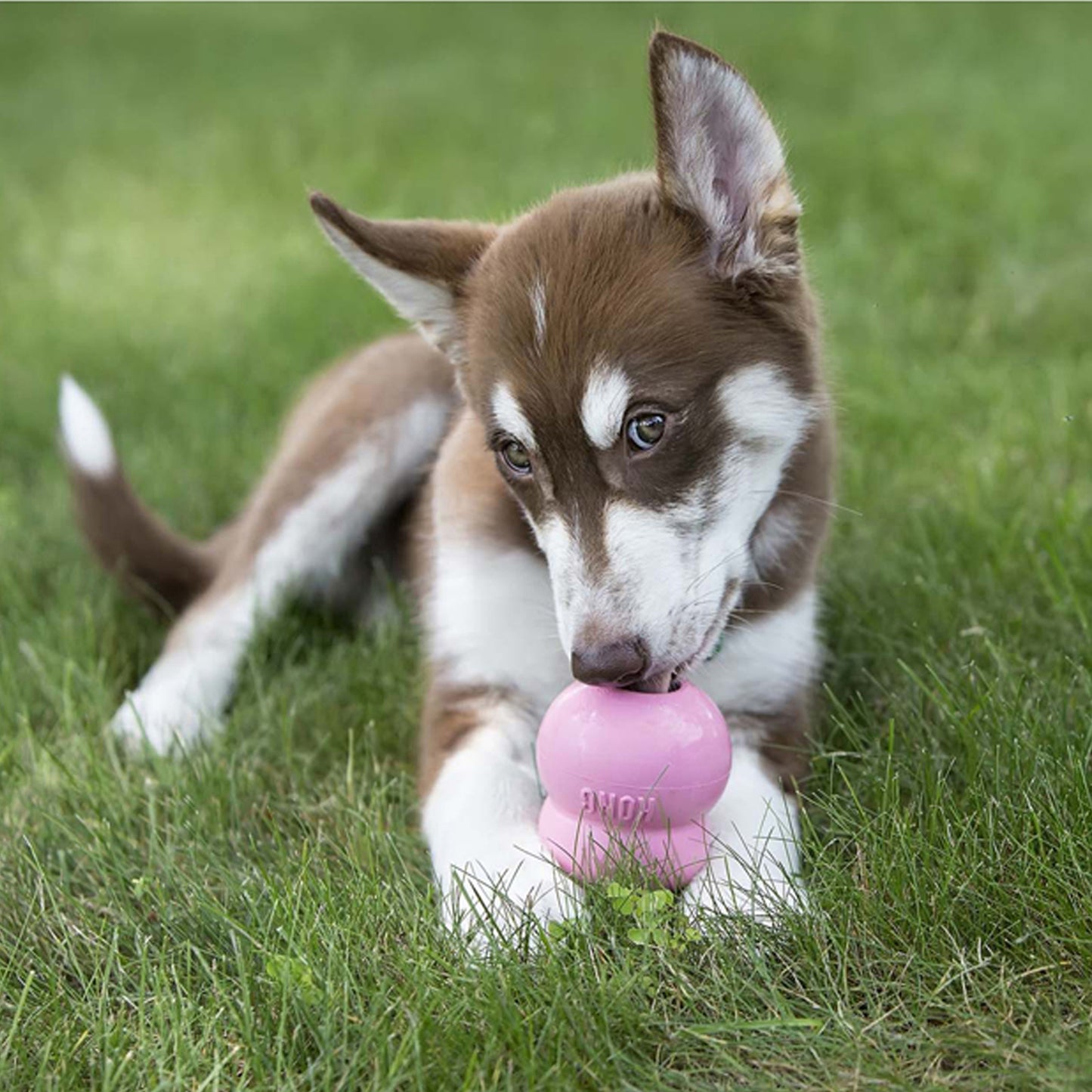 KONG Easy Treat Puppy Chicken