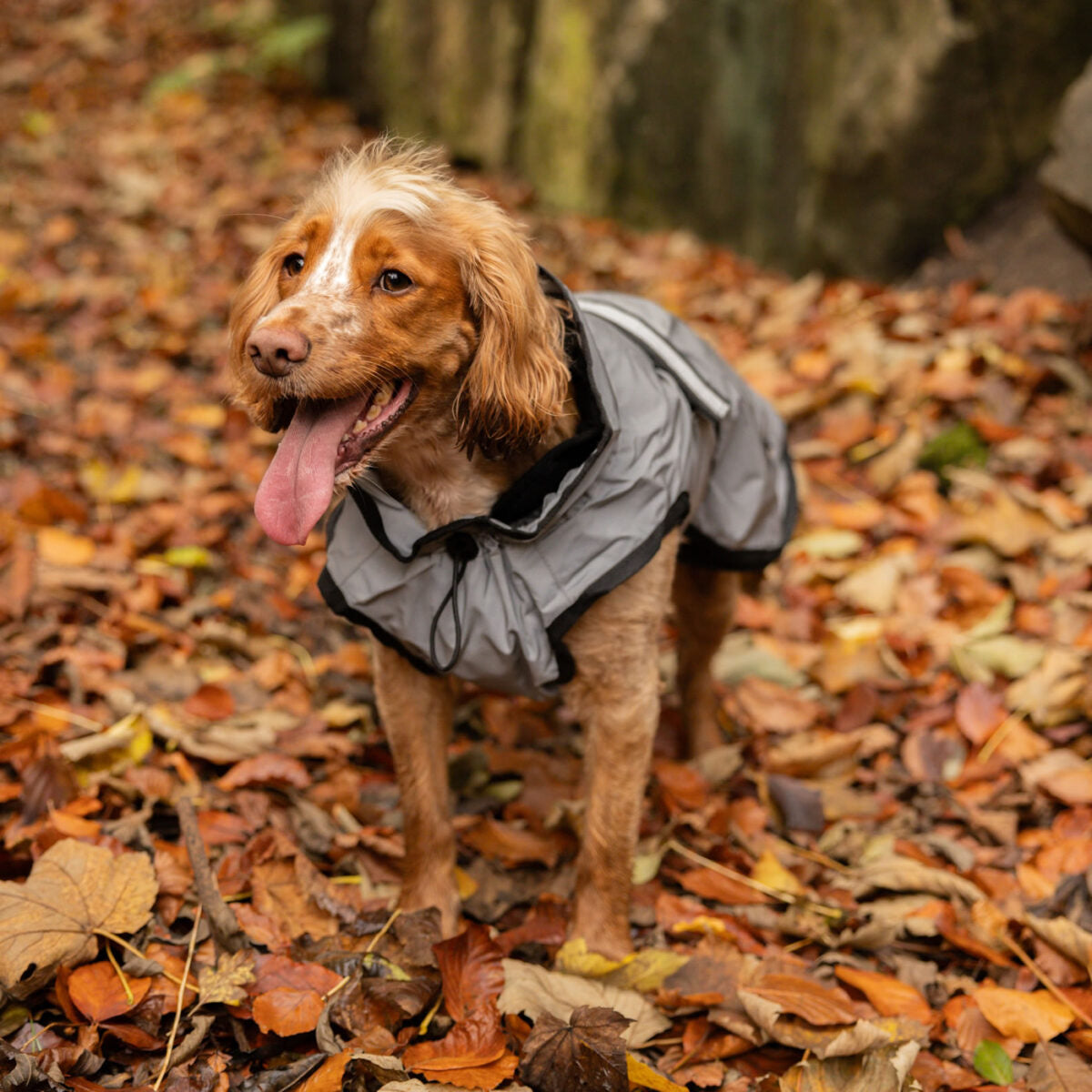 Danish Design 3 in 1 Dog Coat Reflective