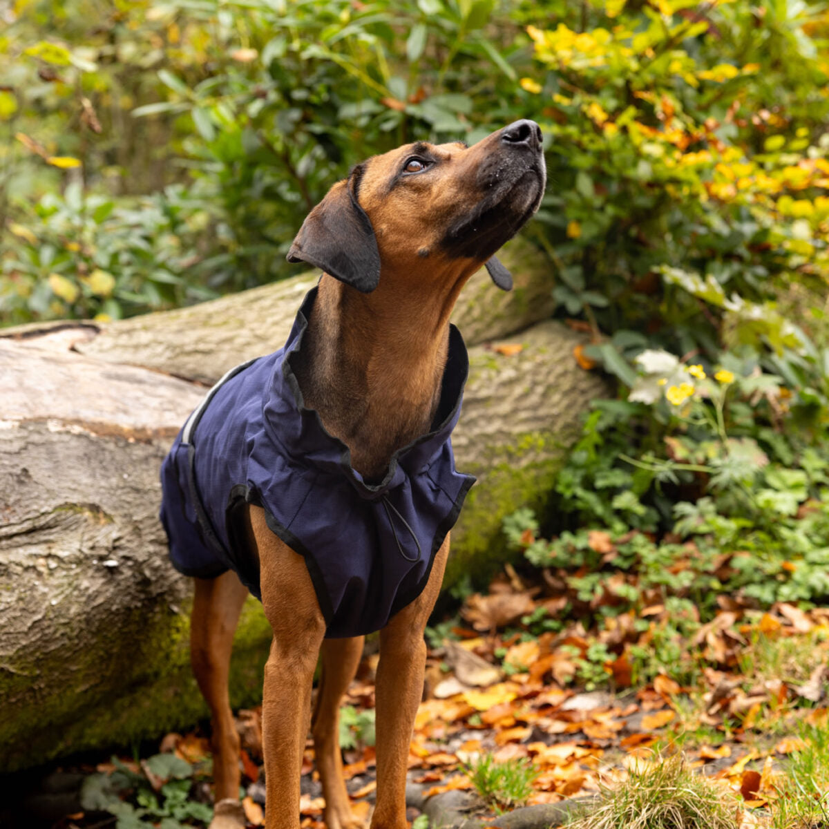Danish Design 3-In-1 Dog Coat Navy
