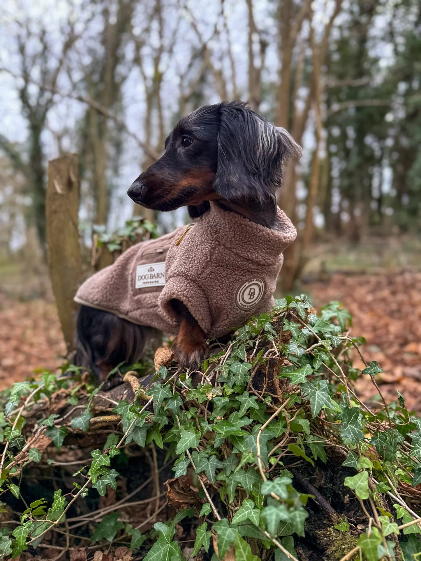 Truffle Dusk Dachshund Sherpa Fleece