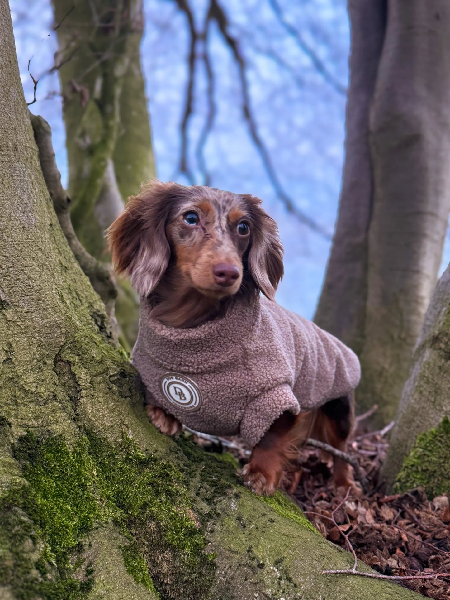 Truffle Dusk Dachshund Sherpa Fleece