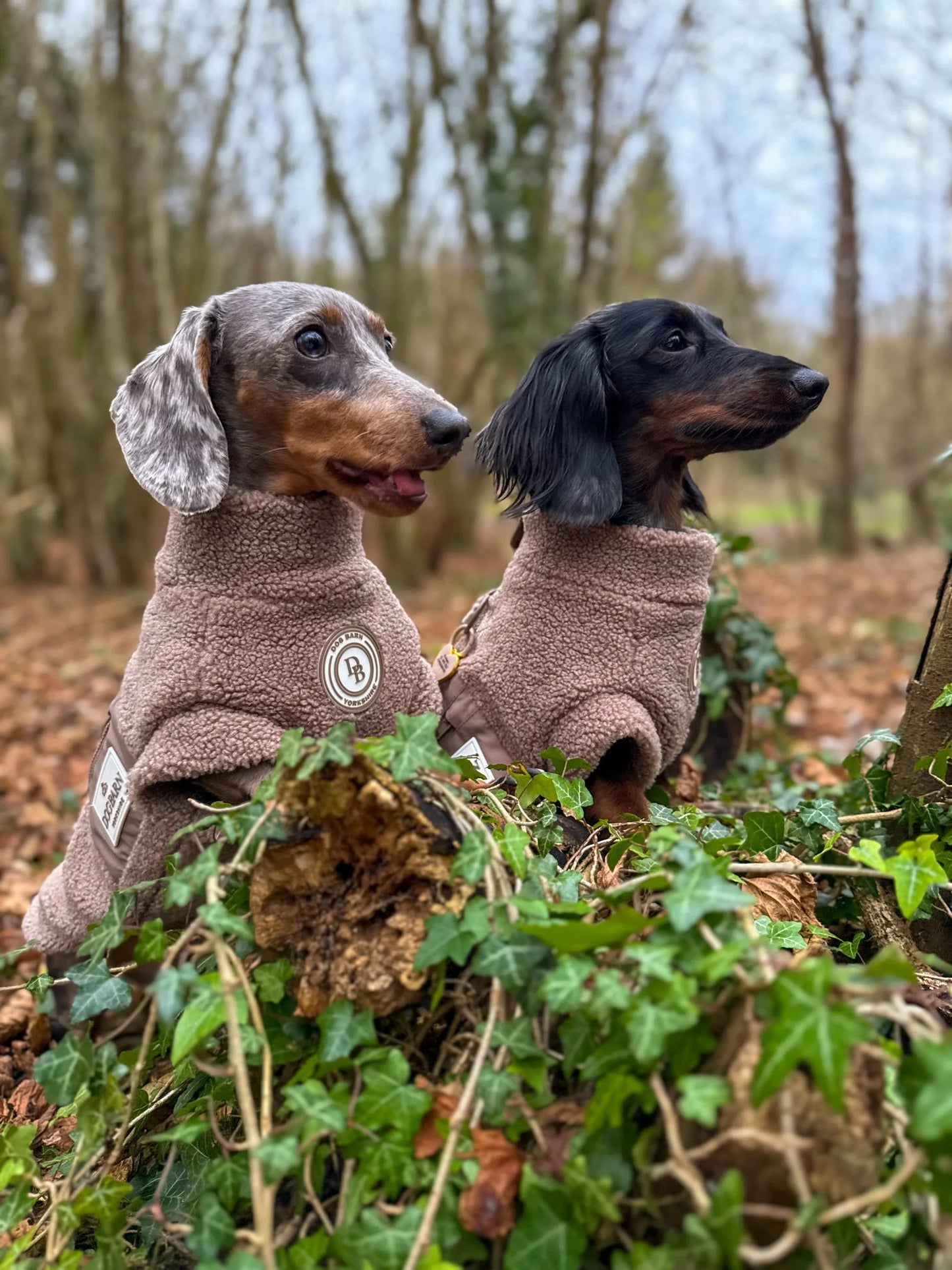 Truffle Dusk Dachshund Sherpa Fleece