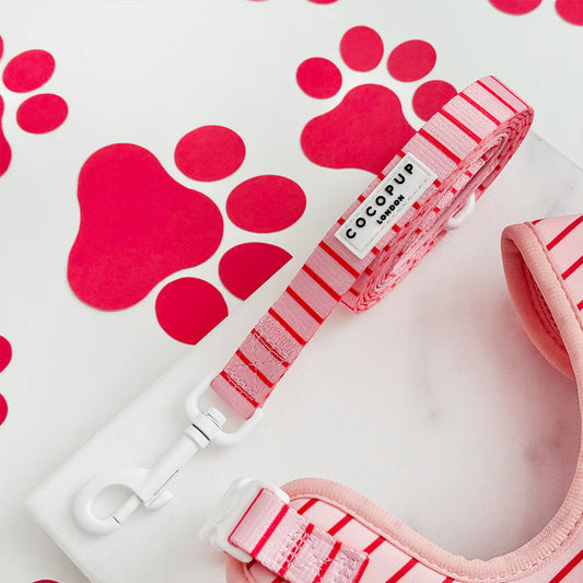 Candy Stripe Lead