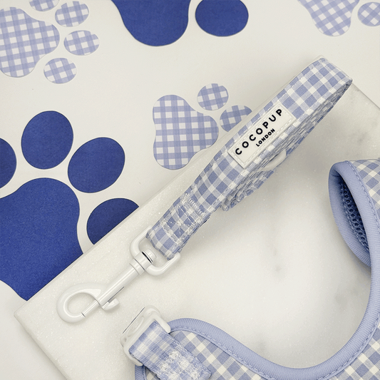 English Blue Lead