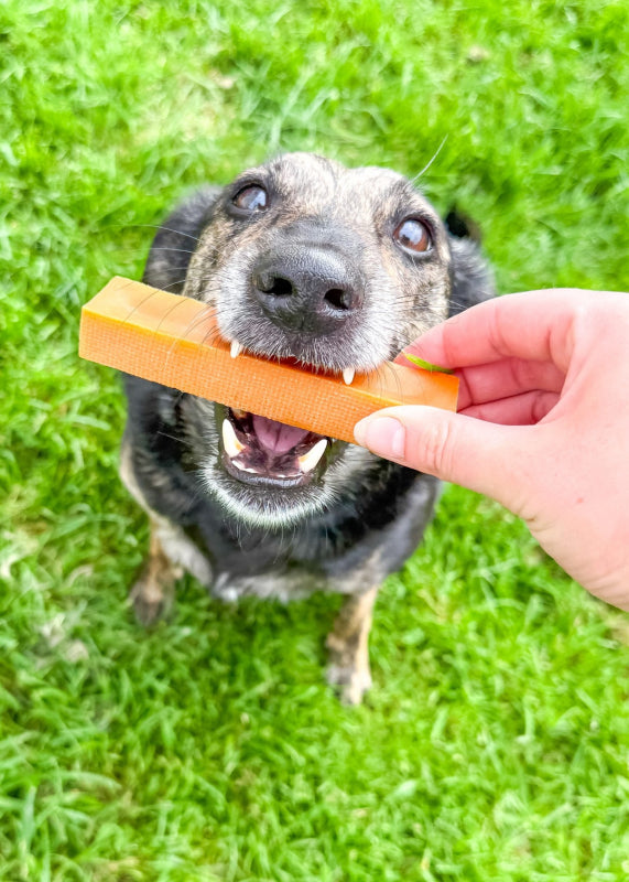 Medium Milk Chew with Pumpkin