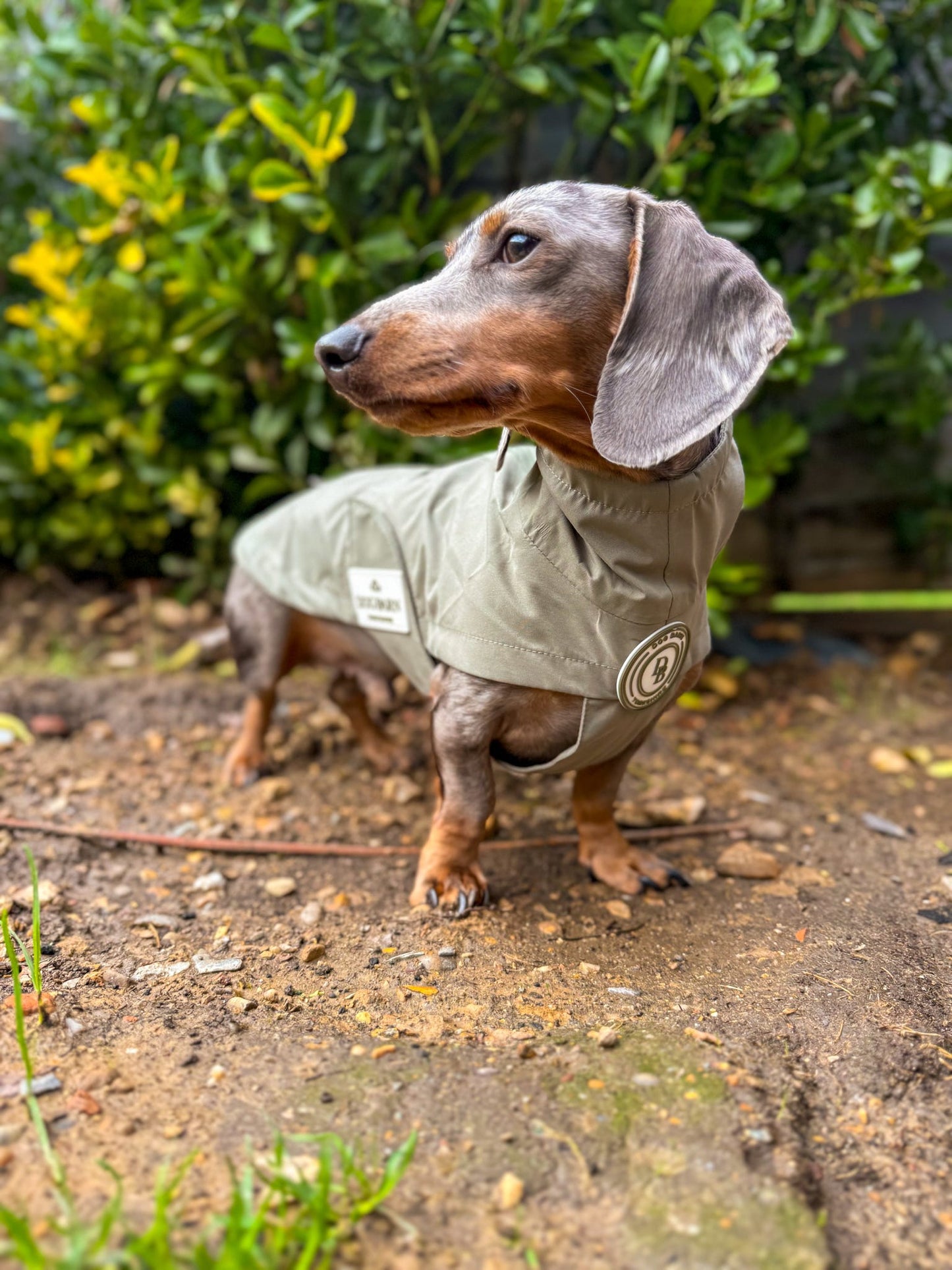 Dachshund Forest Glade Rain Jacket