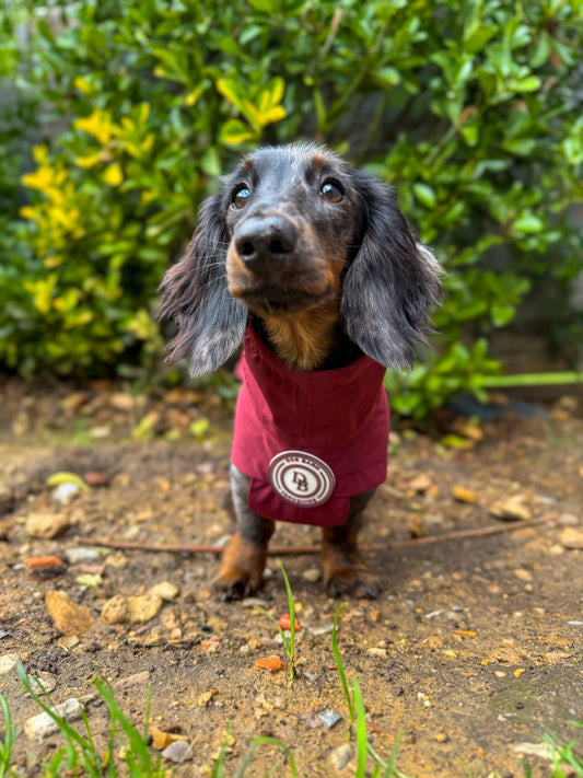 Dachshund Berry Moors Rain Jacket