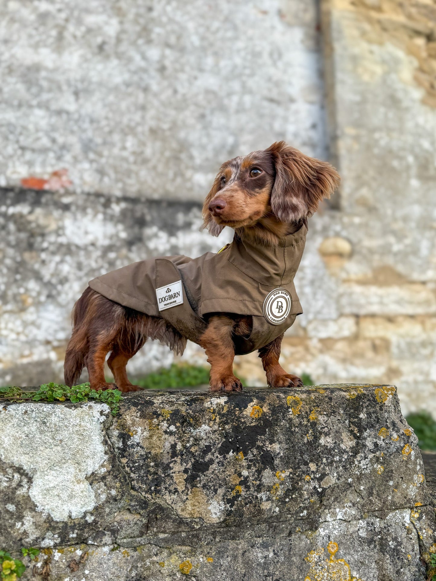 Dachshund Chestnut Trail Rain Jacket