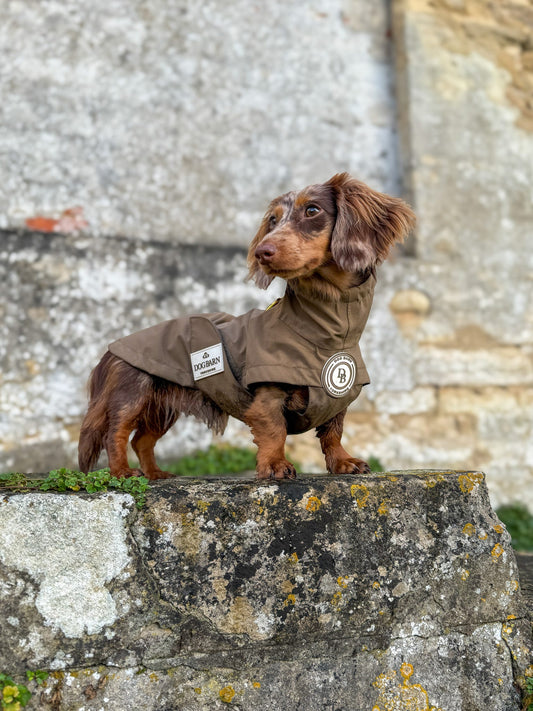 Dachshund Chestnut Trail Rain Jacket