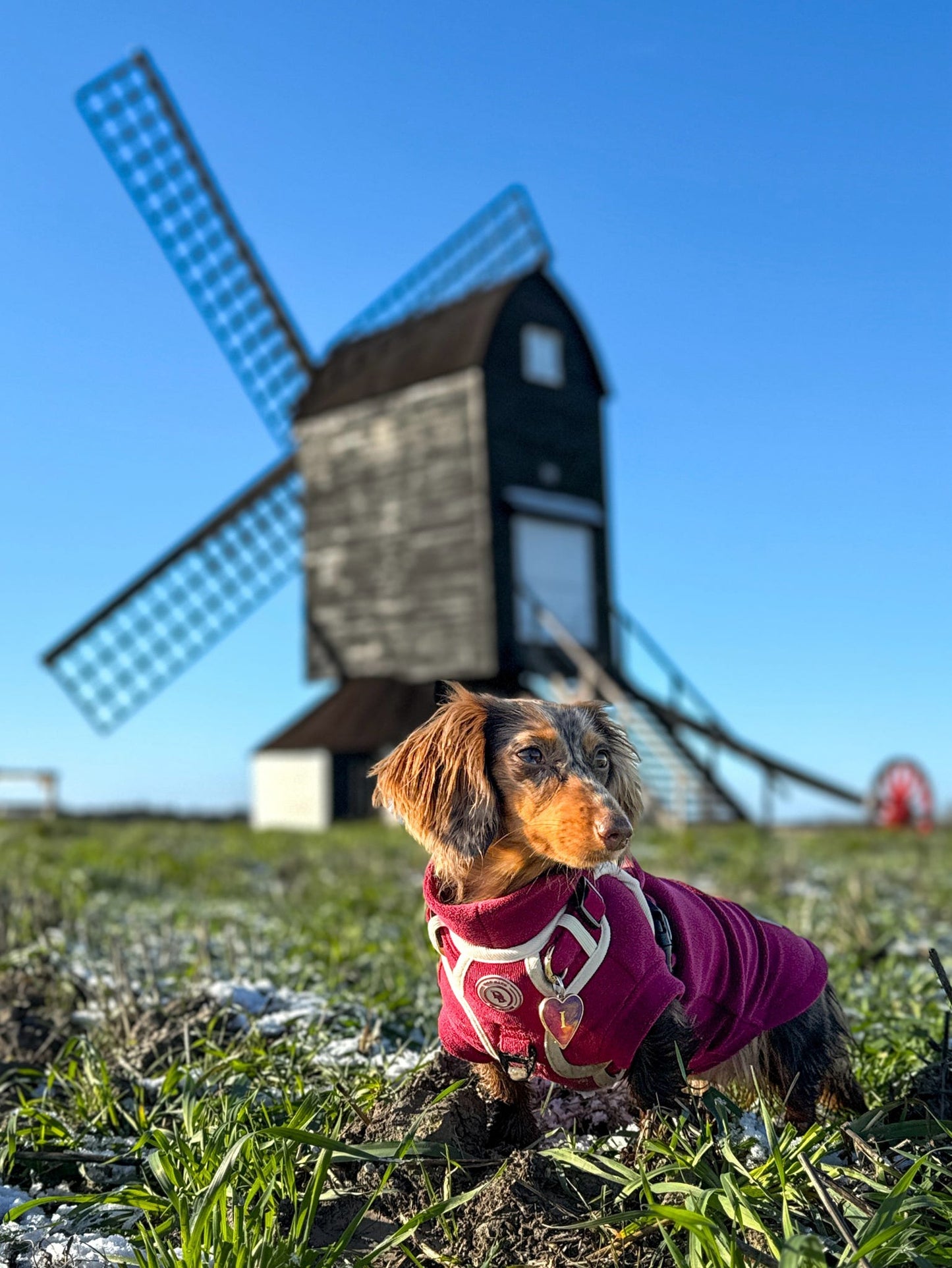 Berry Moors Dachshund Fleece