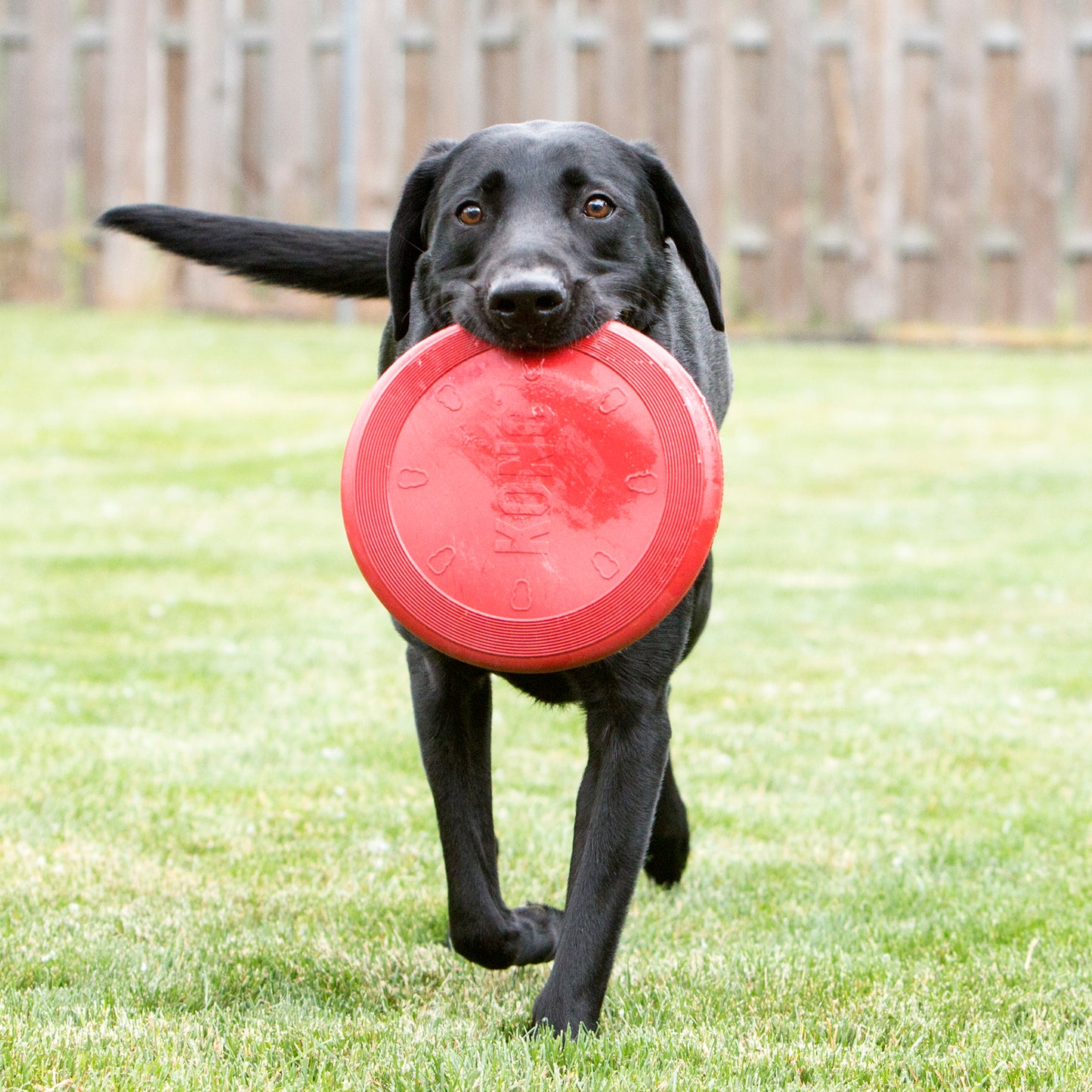 KONG Flyer Frisbee