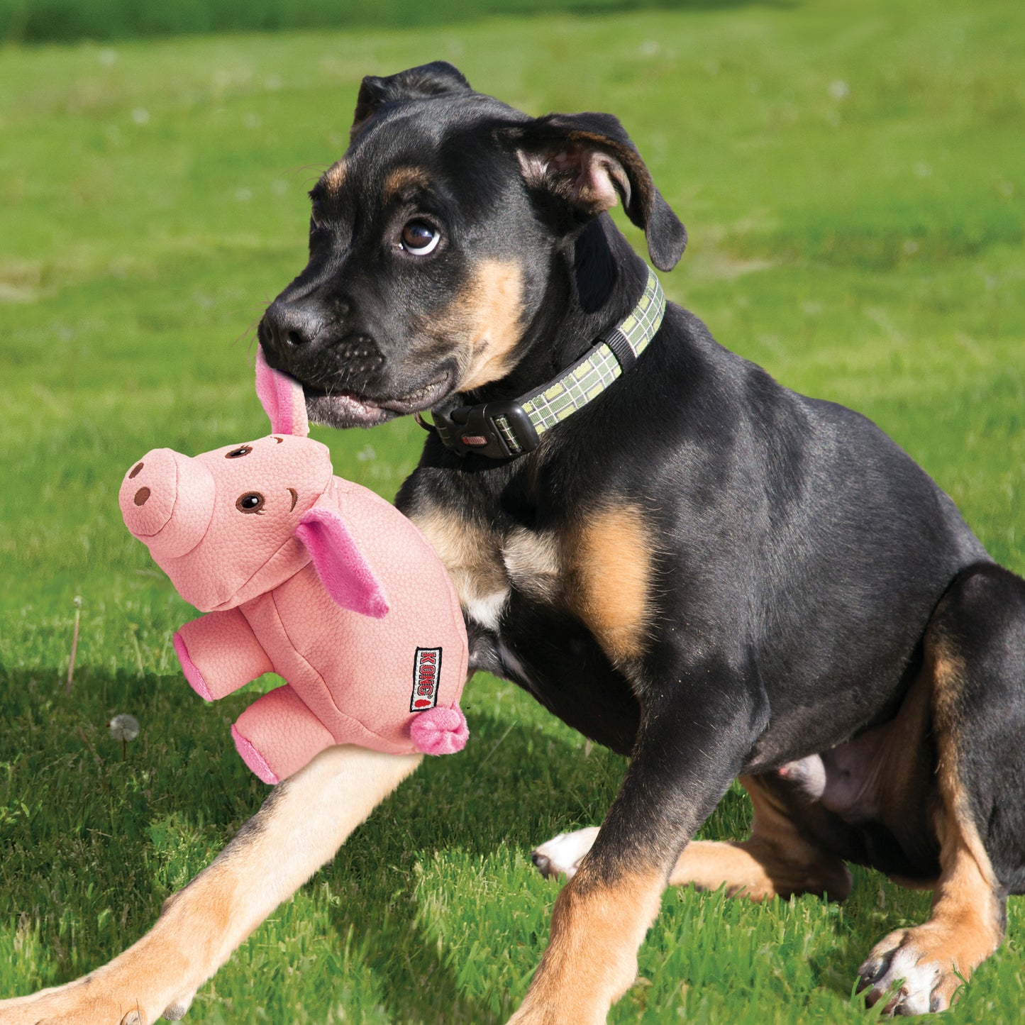 KONG Phatz Pig Sm